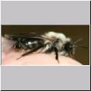 Stylops melittae - Faecherfluegler m31 5mm an Andrena vaga - auf der Hand.jpg